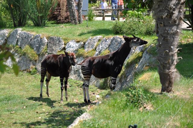 min 2013 07 06 beauval 257